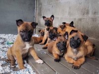 Belçika kurdu (malinois)