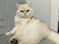 British Longhair Kedisi