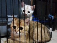 British shorthair ve longhair golden ve golden point yavru