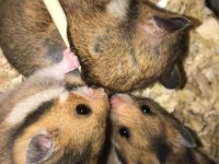Sağlıklı yavru hamster