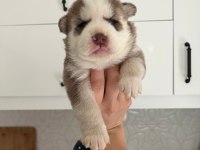 MAVİ GÖZLÜ MUHTEŞEM HUSKY YAVRULARI