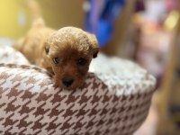 1 aylık erkek poodle yavru yer izmir