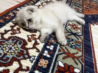 Scottish fold kızımıza acil yuva arıyoruz