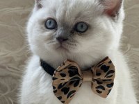 Oyuncu Sağlıklı Blue Point British Shorthair Yavrumuz