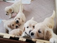 Golden Retriever Yavruları