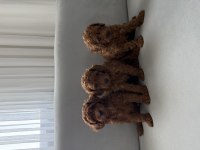 Kore Poodle Yavruları