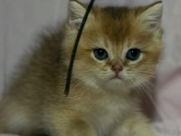Safkan anne ve babası golden kedimiz