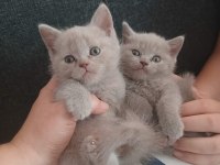 SAFKAN OYUNCU BRİTİSH SHORTHAİR PATİLER