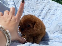 TEACUP TOY POODLE