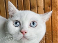 Anne altından safkan sağlıklı british shorthair