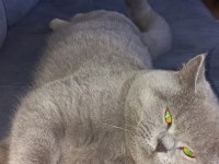 Yakışıklı british shorthair oğlum duman