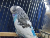 Show jumbo muhabbet kuşu