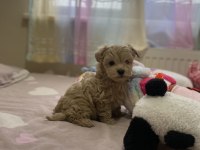 SÜPER MİNİ BOY MALTİPOO BEBEK