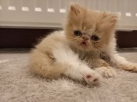 İran Egzotik Longhair 1 Buçuk Aylık Erkek
