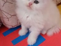 British shorthair ERKEK