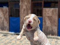 Sevimli Maltipoo yavrularımız sizi bekliyor