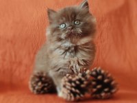 Muhteşem British Longhair Yavrular 