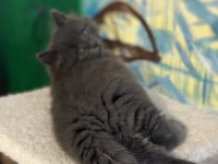 British longhair ömürlük yuva aranıyor
