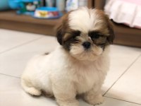 Irk Garantili Shih Tzu Yavruları