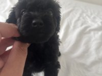 Orjinal kendi köpeğimin yavruları