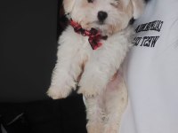 Muhteşem kaliteli maltese terrier yavrularımız