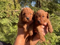 SHOW KALİTE TOY POODLE