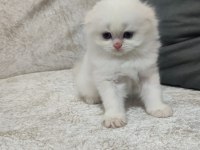 Show Kalite Scotish Longhair