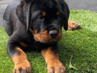 Dişi erkek rottweiler kapıda ödemeli güvenli sistem