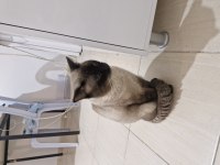Siyam kedimi ücretsiz sahiplendireceğim