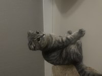 6 aylık sevimli dişi scottish fold