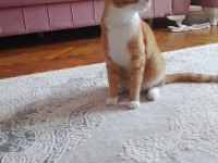 1 aylık kedimize bakıcı arıyorum