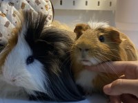 Ücretsiz Guinea Pig
