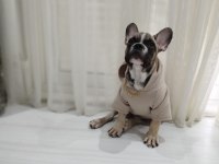 6.5 Aylık İtaat Ve Tuvalet Eğitimli French Bulldog