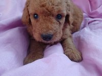 Maltipoo yavrusu