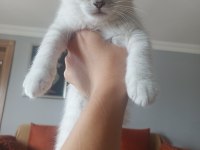 British shorthair kedimiz ömürlük yuvasını arıyor