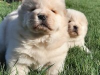 ÇİN ASLANI YAVRULARIMIZ (CHOW CHOW)