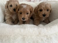 Sevimli Maltipoo Yavrularımız