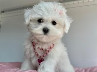 TATLI TADINDA MALTESE TERRİER