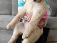 3 aylık bebek suratlı golden retriever