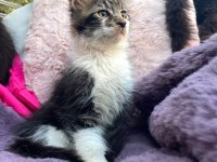 3 Aylık Orman Rengi Maine Coon Erkek