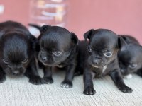 XXS TEACUP CHİHUAHUA BEBEKLER