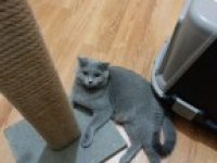 bir buçuk yaşında mükemmel bir anne scottish fold