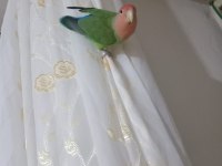 TEK CENNET PAPAĞANI