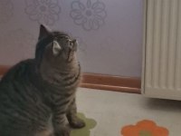 British shorthair kahve rengi 10 aylık
