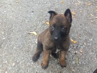 A Kalite Malinois