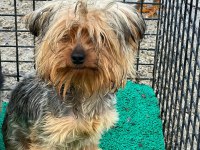 Yorkshire terrier sevgililer gününe özel kampanya