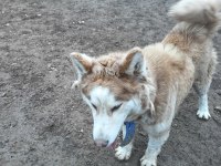 Safkan Sibirya Kurdu Husky