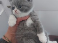 BLUE DİŞİ ERKEK BRITISH SHORTHAIR YAVRULARIMIZ