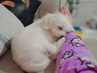 Maltese Cesurum prensim