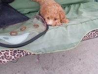 Eğitimli toy poodle